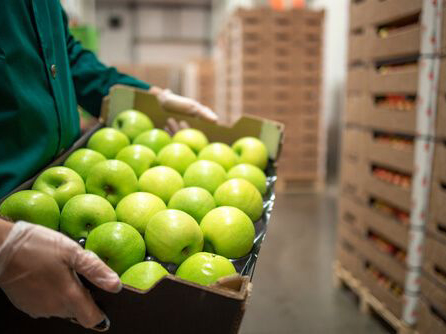 صادرات سیب از ایران