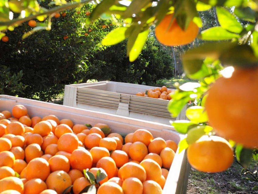 صادرات و واردات پرتقال از ایران