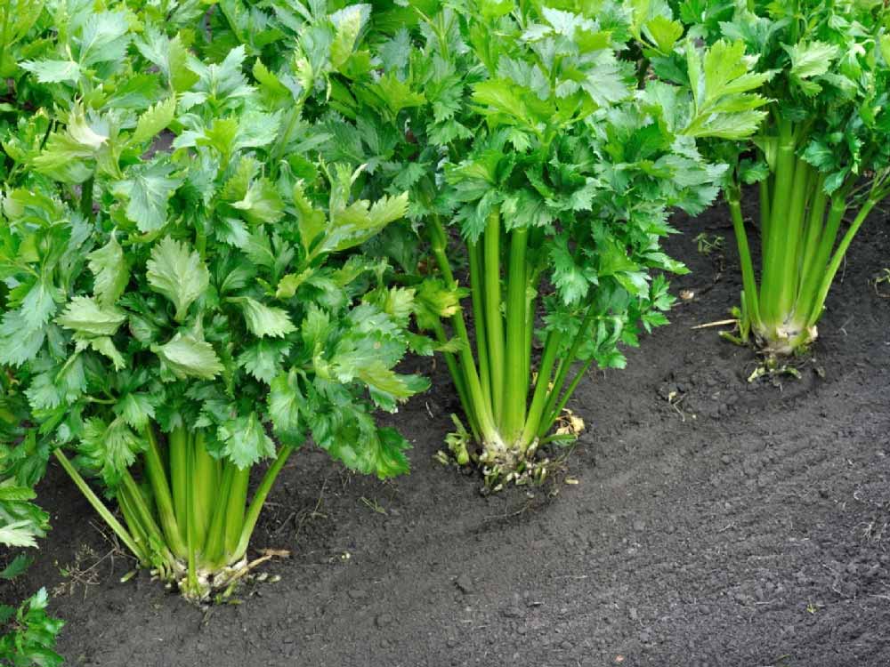 Exporting celery from Iran