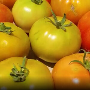 tomato export from Iran